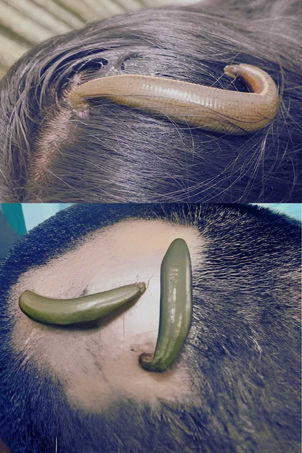 Hair Loss Ayurveda Treatment